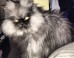Minions Unite: Angriest Cat In the World Talks World Domination, Ellen, Scotch, On Facebook