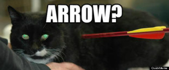 Worlds Toughest Cat