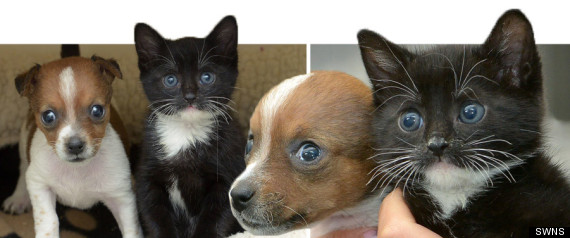 Kittenpuppybatterseapreview