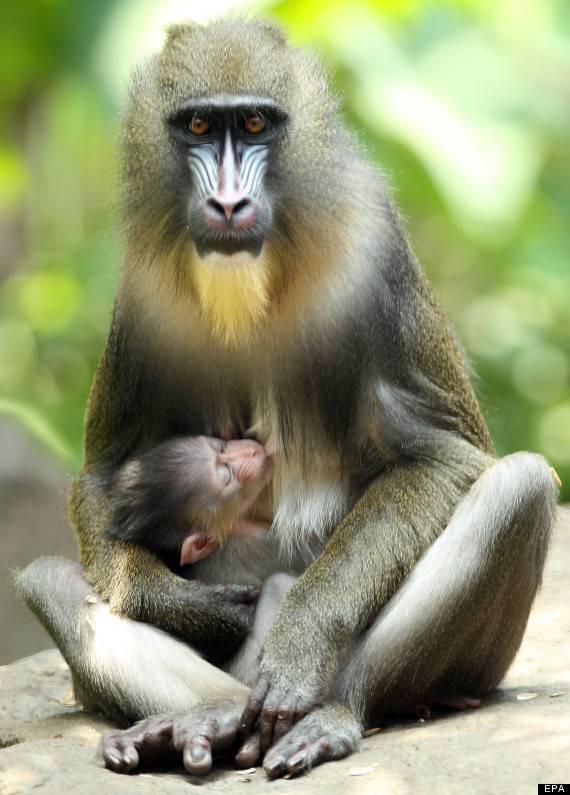 mandrill