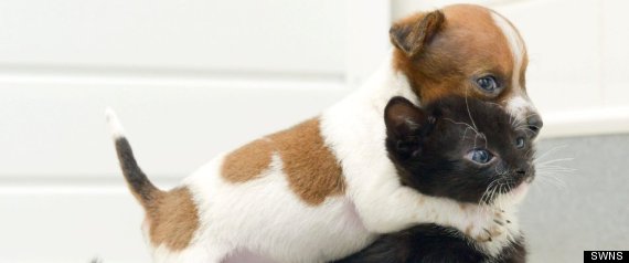 Puppy Kitten Sisters