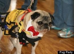 BEN & CURLY'S PUG PARTY