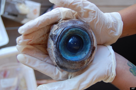 huge_eyeball_beach_1