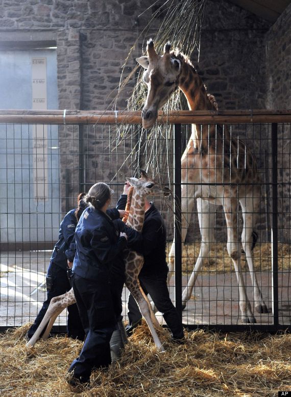 giraffe