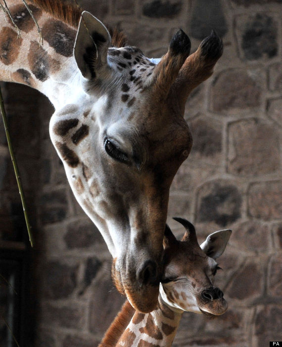 giraffe