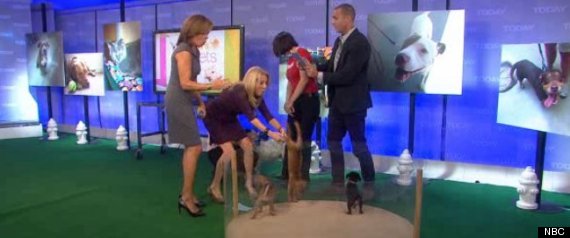 Kathie Lee Gifford Puppy