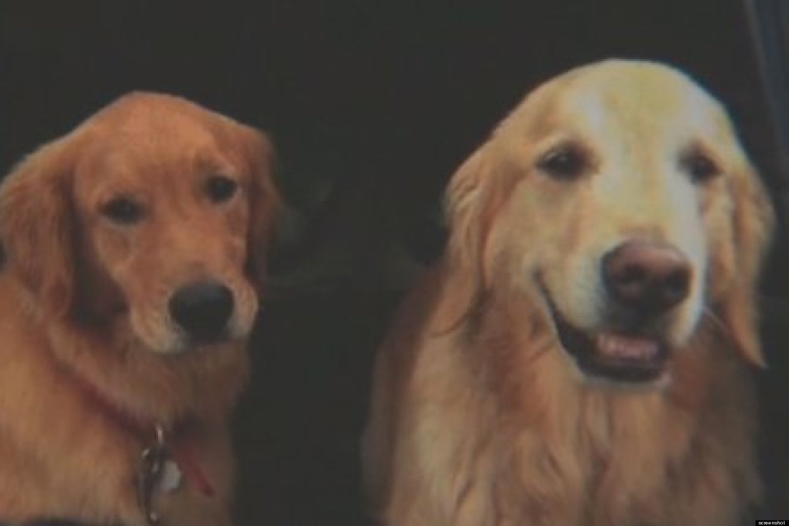 save a golden retriever baxter heroic golden retriever helps save after both were lost for 2 weeks save a golden retriever baxter heroic golden retriever helps save after both were lost for 2 weeks