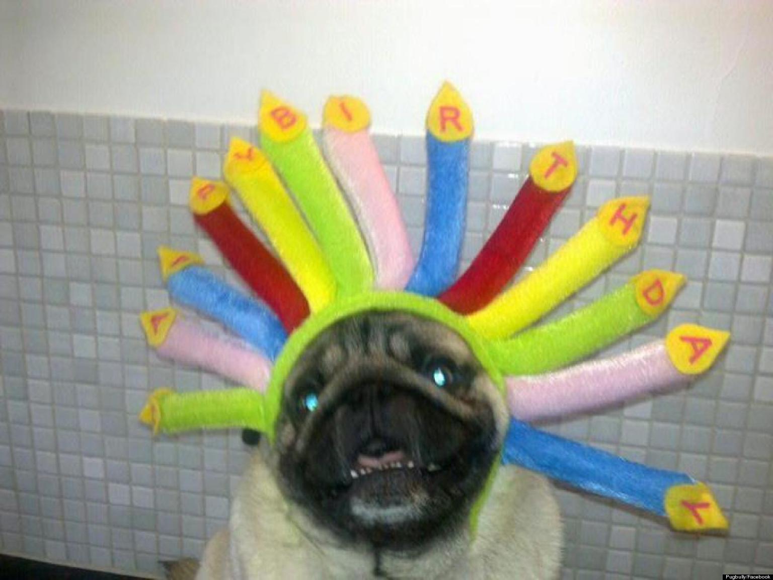 Awkward Pets Of Facebook: 13 Adorably Cringe-Worthy Pics | HuffPost