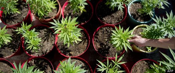 r-EELV-CANNABIS-large570.jpg