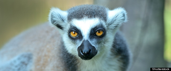 Lemurs On Brink Of Extinction