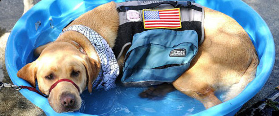 dogtoberfest