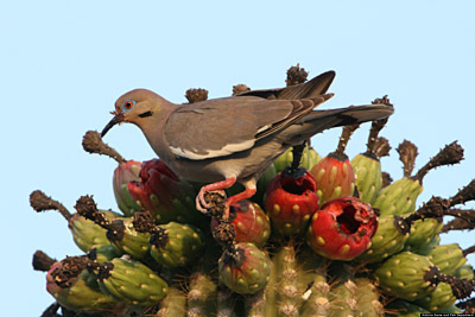 eating protected birds poses legal challenges huffpost eating protected birds poses legal challenges huffpost