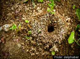 My Favorite Ant