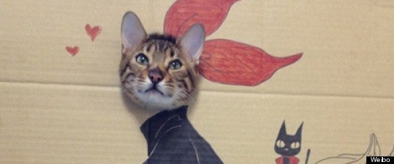 Cat In A Box