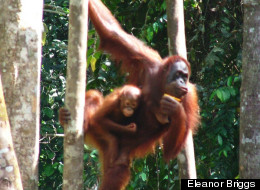 Imperiled Orangutans Need Key Forest Corridor