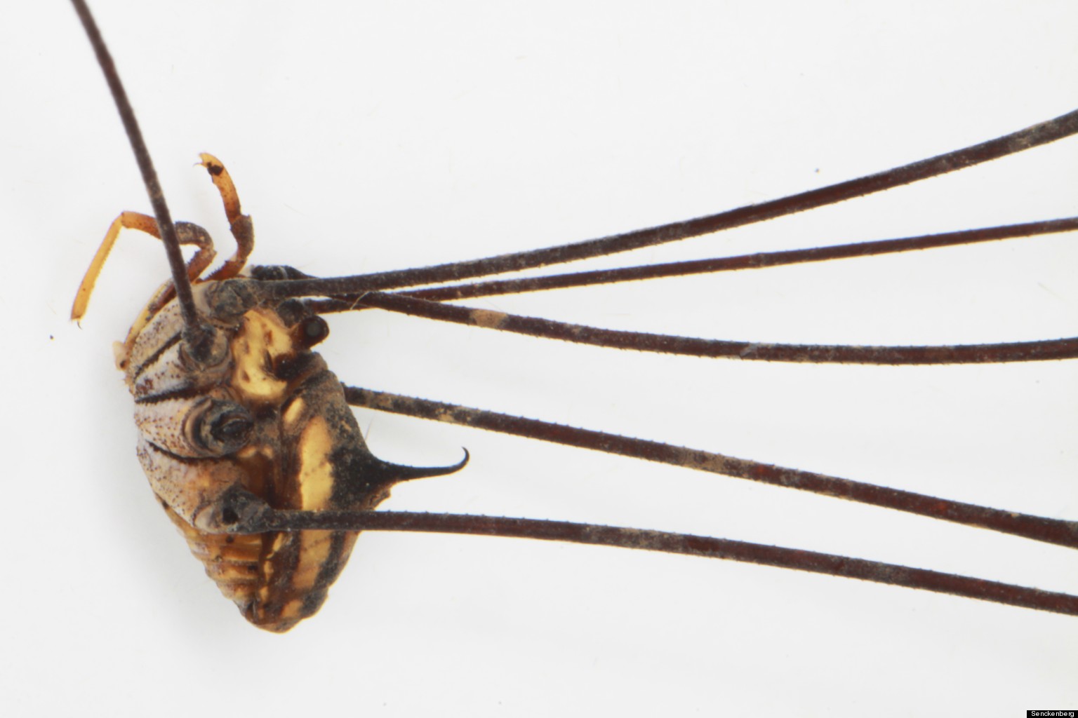 daddy-longlegs-discovered-in-laos-has-13-inch-leg-span-huffpost