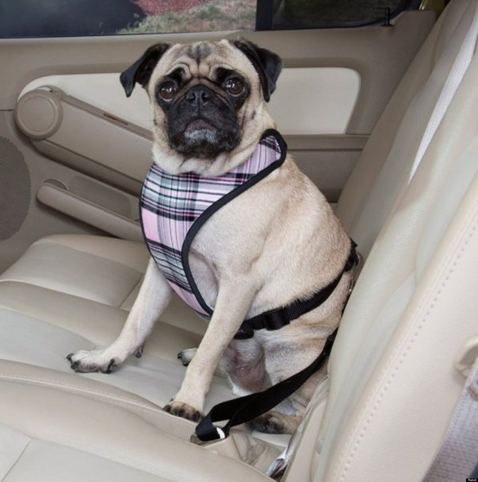 Crash Tested Dog Seat Belts Carriers Crates And Pet Seats That Dog Car Seat Belt Clip