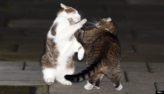 cat fight