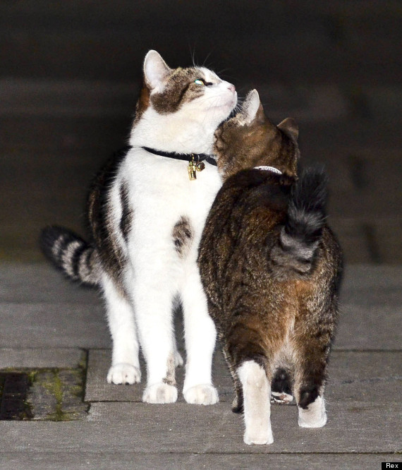 larry the cats