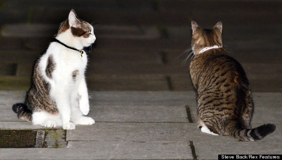 o-LARRY-THE-CAT-570.jpg