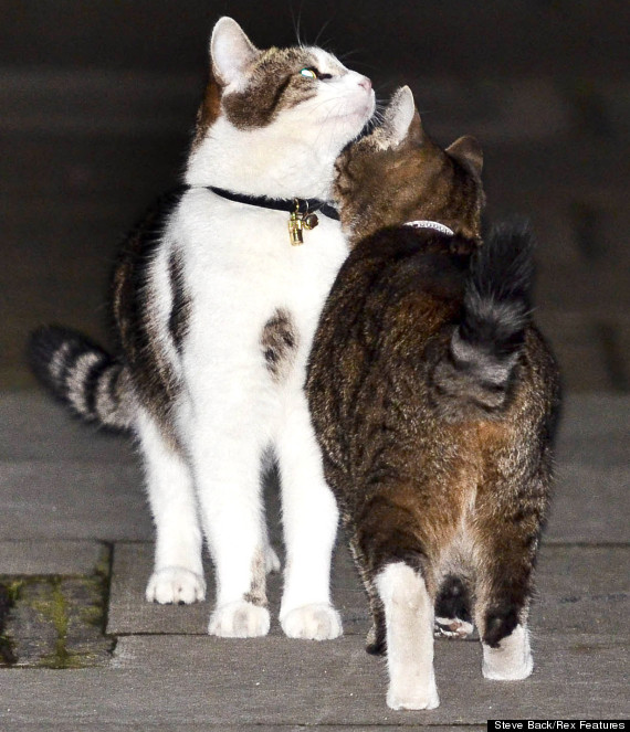 larry the cat