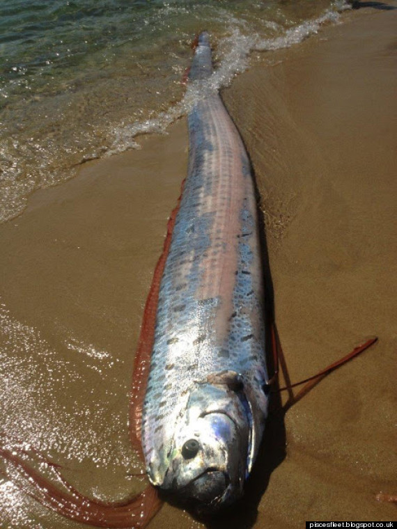 oarfish