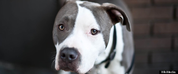 Pitbull