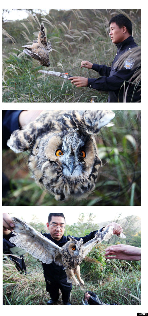 owl
