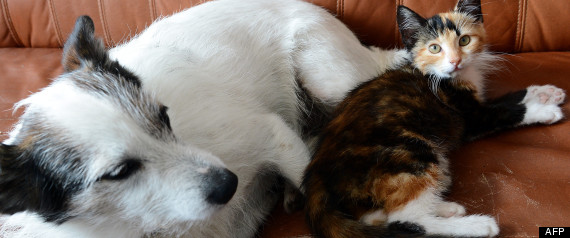 Esprance De Vie Chien Chat