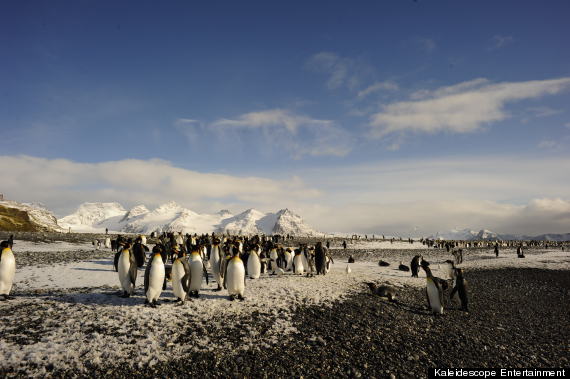 the penguin king