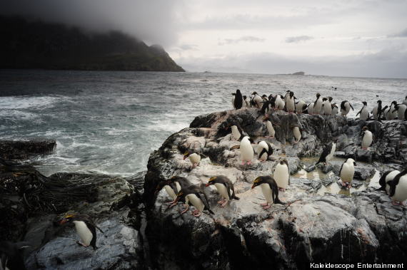 penguin king