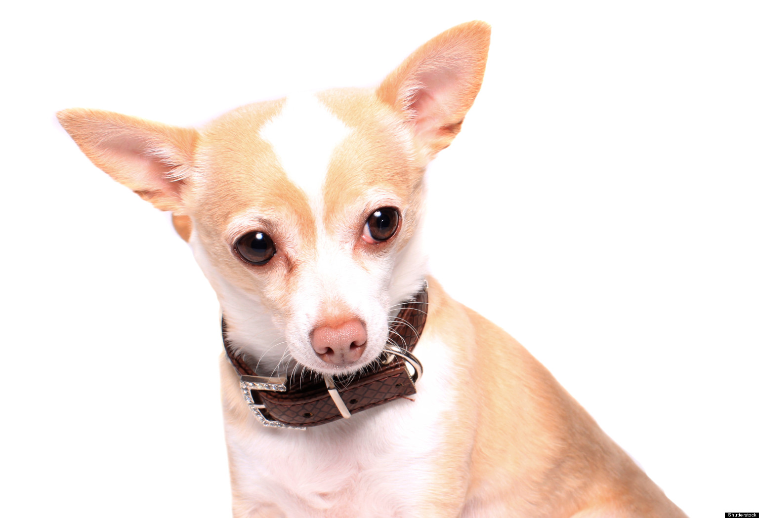 Chihuahua Designated 'Dangerous Dog' After Biting Mail Carrier In Ontario