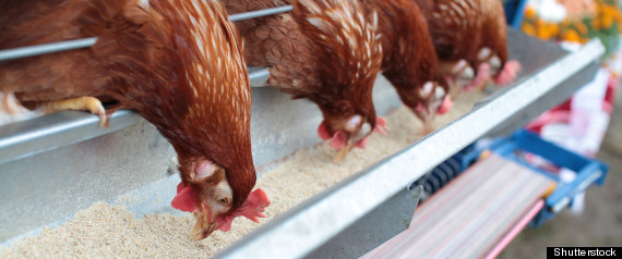 Alan Hudson Chicken Farmer