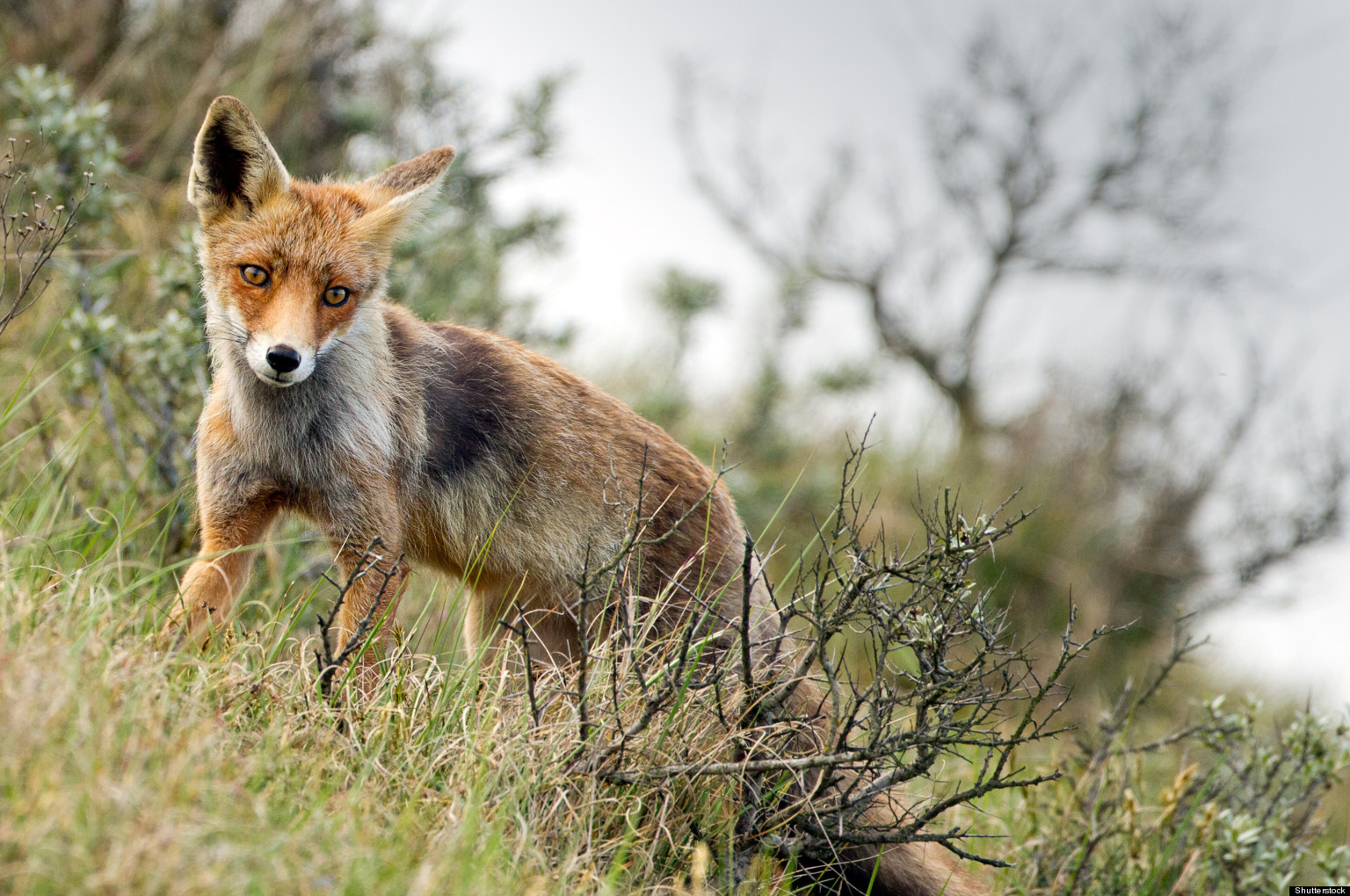 Virginia FoxPenning Rules May More Strict HuffPost