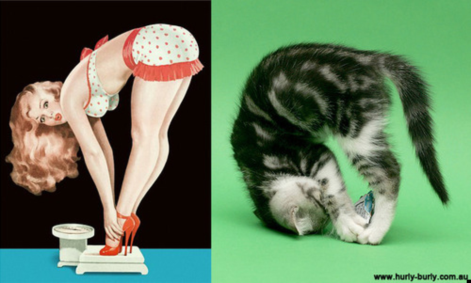 Cats That Look Like Pin Up Girls Lolcats Get Sexy