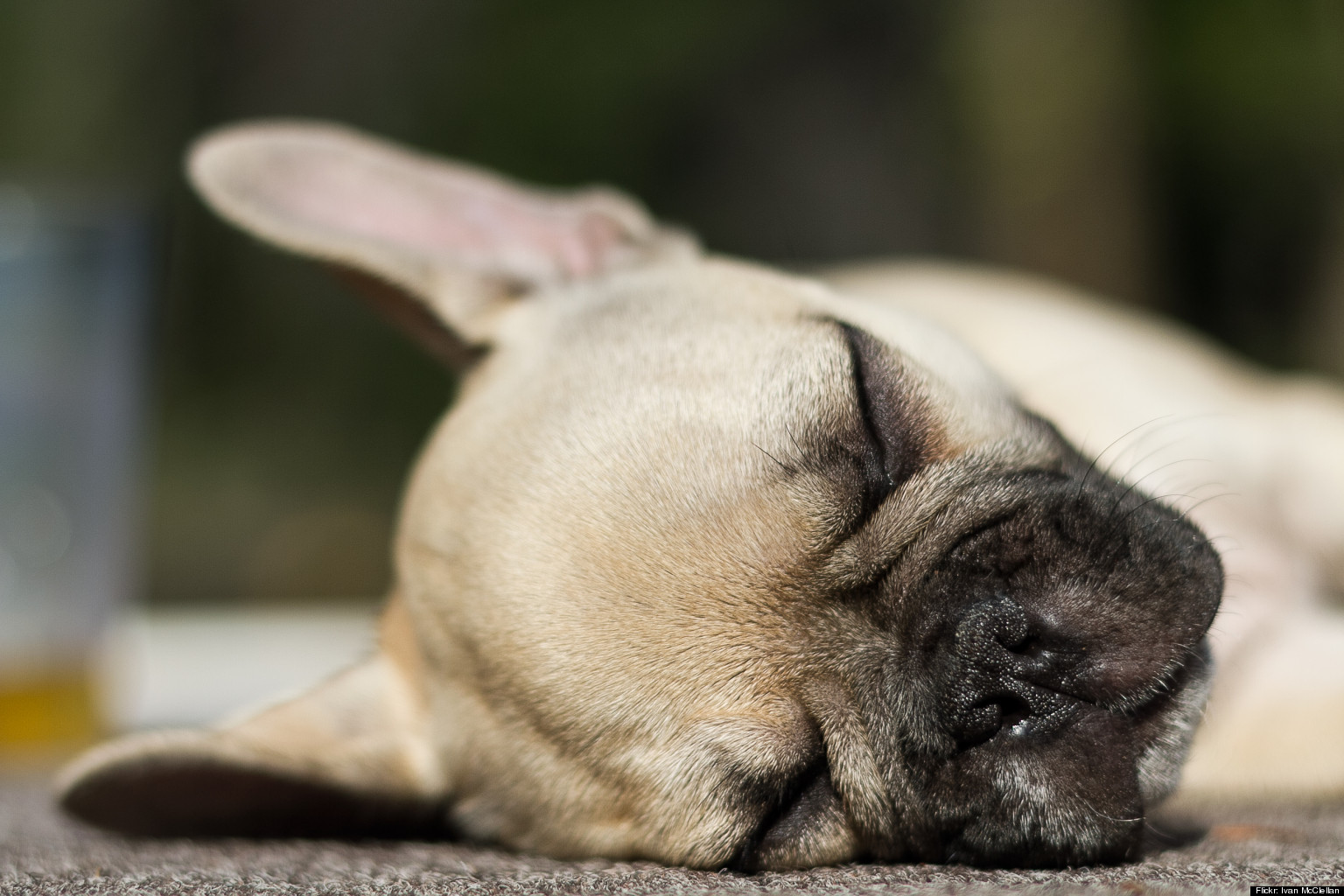 How To Get Your Dog To Sleep In HuffPost