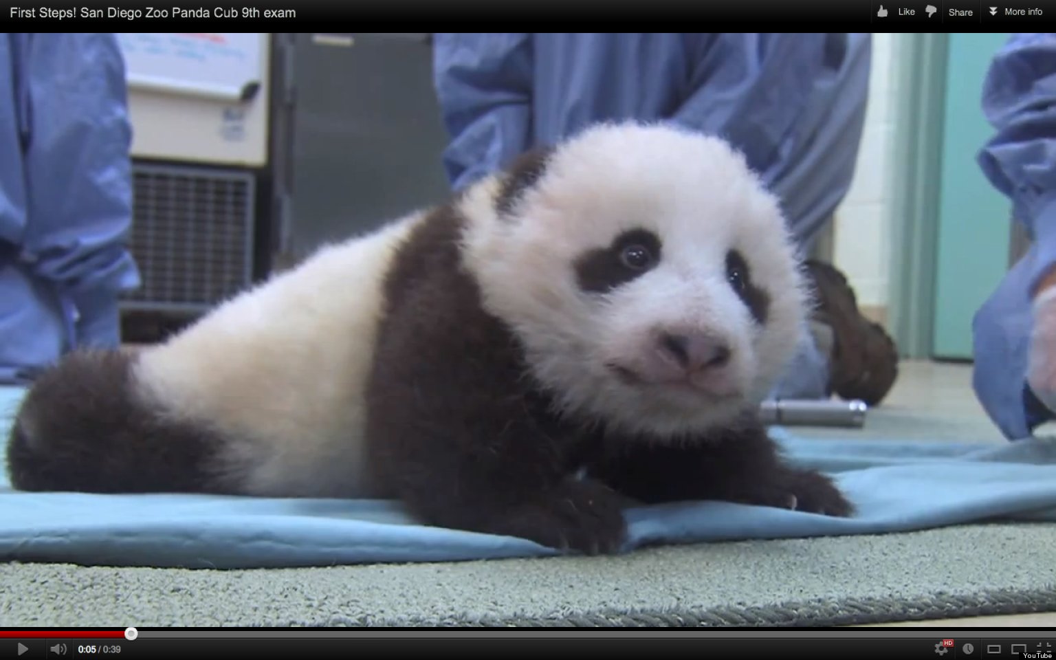 Baby Panda Takes First Steps San Diego Zoos Adorable Cub Learns To