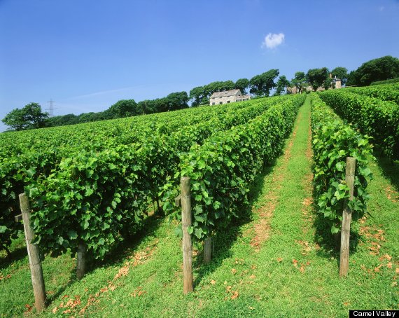 camel valley