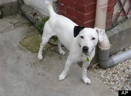 Perro fue envenenado y sepultado vivo