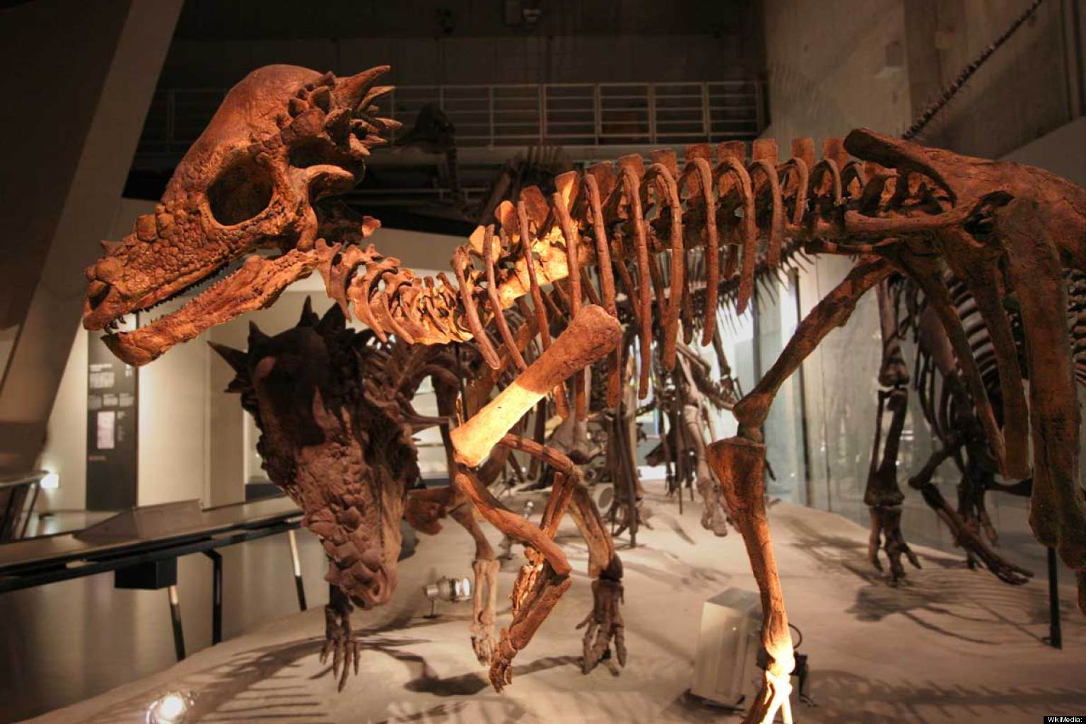 dinosaur that head butts
