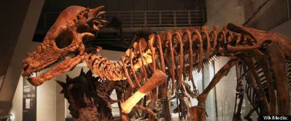 r-DINOSAUR-HEADBUTTS-large570.jpg