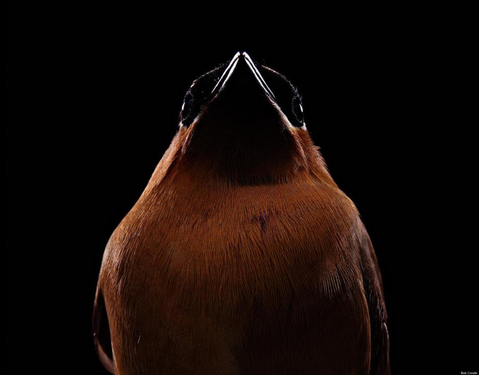 Birds Photographed Like Human Models (SLIDESHOW) HuffPost