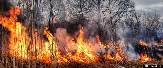 Burmis Grass Fire