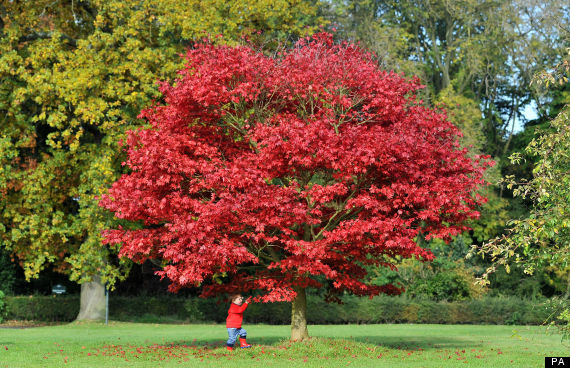 autumn