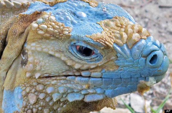 cayman_islands_blue_iguanas