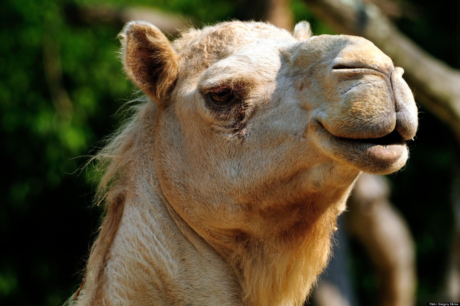 Dubai's Camel Cafe Sells 'Camel-Ccinos,' Camel-Lattes And Camel-Meat