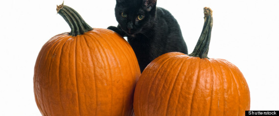 Black Cats Halloween