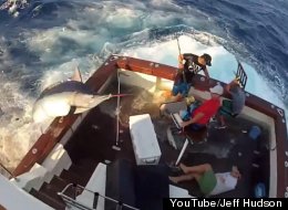 WATCH: 600-Pound Marlin Wreaks Havoc On Fishing Boat