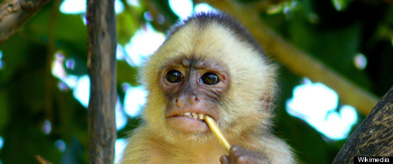 Housewife Raised By Monkeys Marina Chapman