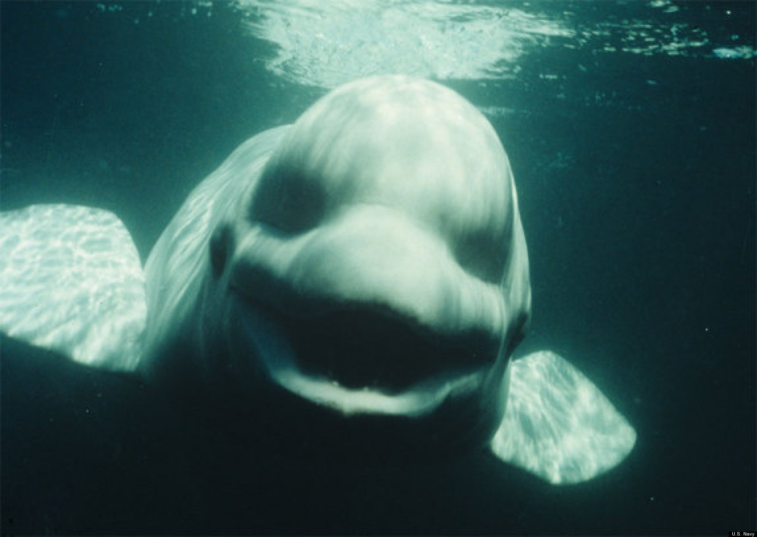 Beluga Whale Named Noc Mimics Human Noises With Spot-On Imitation